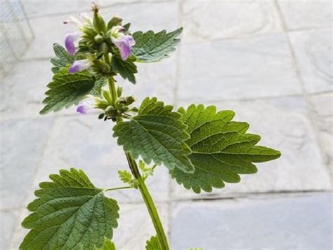 趨吉避凶植物|避邪植物能去晦氣？3植物有效防卡陰，簡單3步驟教你。